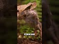 Snake Strike in 0.07 Seconds ⚡ Faster Than Your Blink!