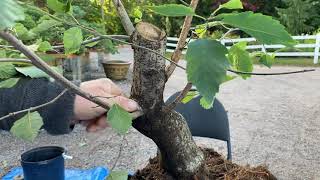 картинка: Создание бонсай из необычных лиственных деревьев