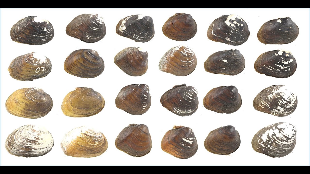 Molecular Evidence of Ancient Drainage Capture in Ozark Fusconaia - FMCS 2021 Lightning Talk - Hayes