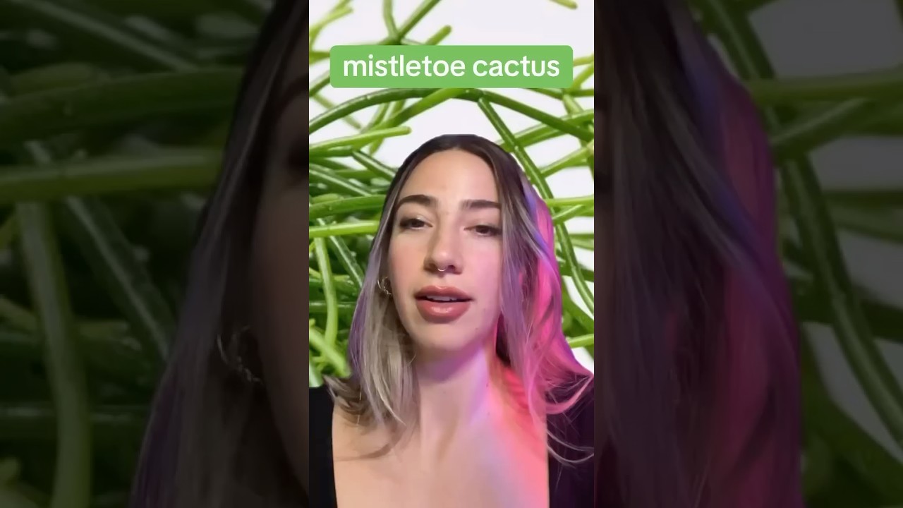 mistletoe cactus #naturelearning #science #plants #christmas