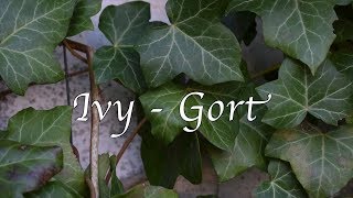 Learn the Ogham Ivy - Gort