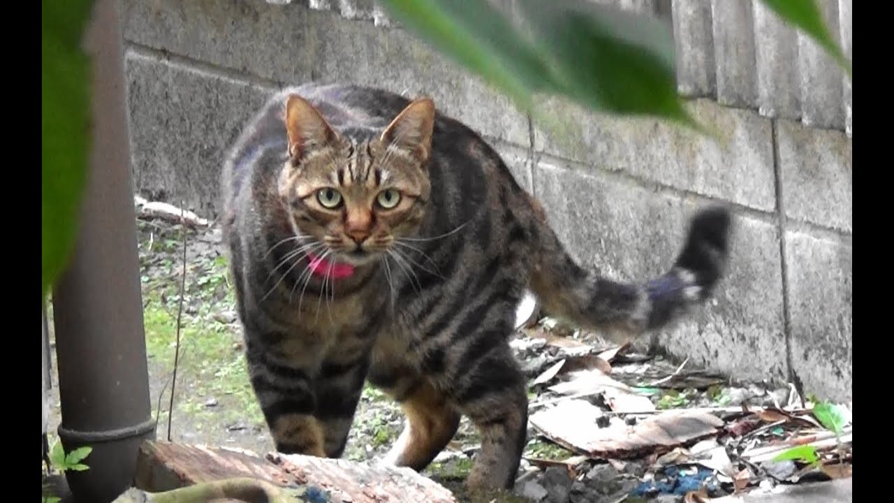 ガオー 猫の鳴き声じゃない 怪獣みたいな鳴き声の猫 Youtube