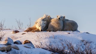 Polar Bear Moms and Cubs