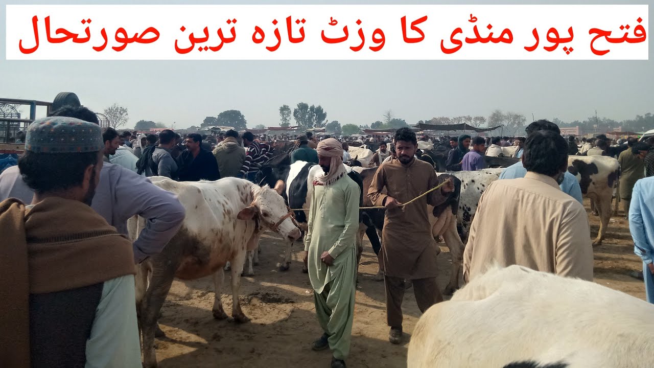 Fatehpur Mandi New Update ll Cow Mandi ll Pinda waly jut