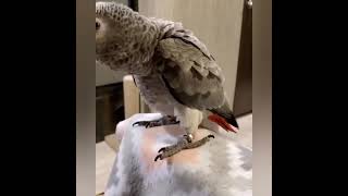 Funny Parrots Videos Compilation cute moment of the animals - Cutest Parrots #4 - Compilation 2021