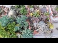 SUKULENT ARAJMANLARIM #sukulent #succulents #GARDEN