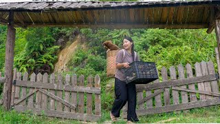 A special trip to the local market: Anna brings home some adorable new pets  -  Animal care