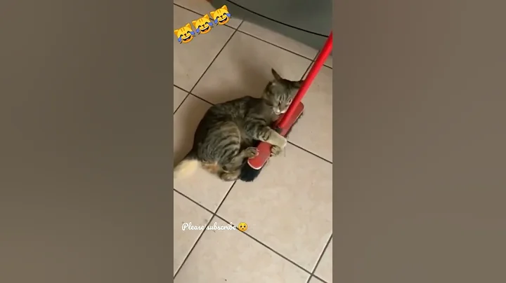 Watch the video about Kitty Meow, funny cats videos, kittens,cute cats videos, funniest Cats #kittycat #cutecats #cutecats