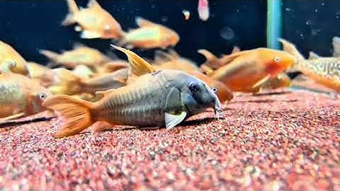 [REVIEW CÁ CẢNH] – CÁ CHUỘT CONCOLOR: “CHIẾN BINH NGẦM” ĐẦY BÍ ẨN DƯỚI ĐÁY BỂ!