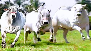 Nelore bulls from Bolivia running like horses | Ongole gittalu | Boulder bulls | Touro Nelore