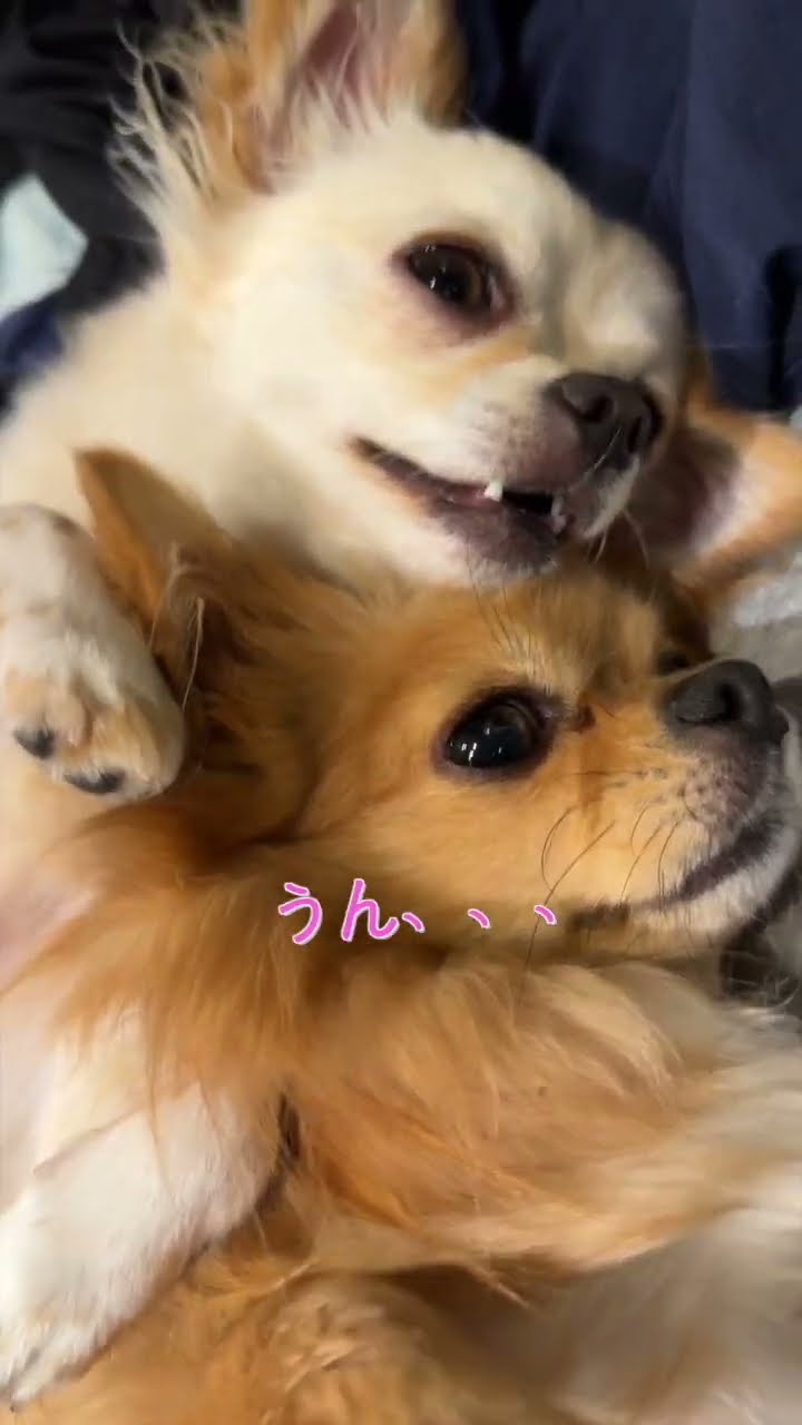 きなこはちわわ チワワ きなこちゃん【Chihuahua】 - YouTube