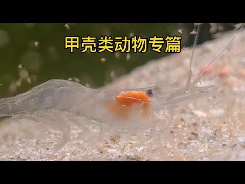 缸里的甲壳类动物捕食，不同种类的甲类类动物捕食的方式也不同【Chinese Aquaman frank】