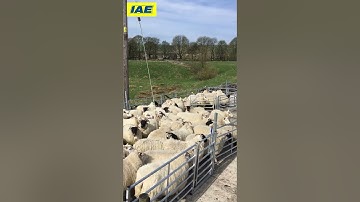 IAE sheep yard in action #sheepfarming