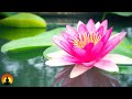 🔴 Relaxing Music 24/7, Spa Music, Meditation, Healing, Sleep Music, Yoga Music, Stress Relief Music