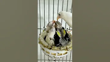 أنثى الكناري تطعم الفراخ الحسون Female Canary Feeding Chicks Goldfinch Canary تزاوج الكناري Canar 