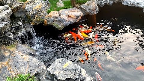 Thư Giãn Âm Thanh Thác Nước Nhân Tạo Và Hồ Cá Koi Ngoài Trời