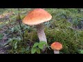 Тихая охота! Фото: как растут грибы подосиновики!