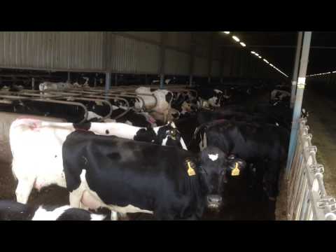 Inside one of the biggest farms of China