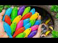 I get colorful ornamental fish in tiny pond, goldfish, baby turtle, platy fish, eel, koi,fish video