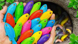 I get colorful ornamental fish in tiny pond, goldfish, baby turtle, platy fish, eel, koi,fish video