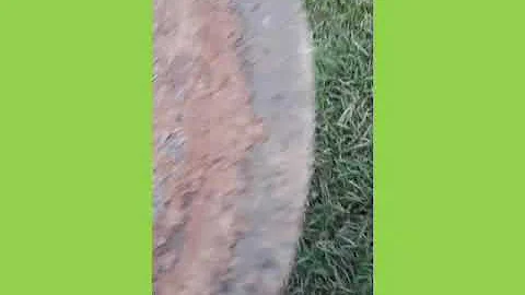 O que fazer para acalmar um cavalo?