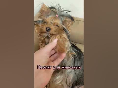 #цеолит для животных - YouTube