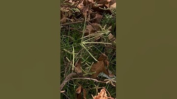 Có lẽ là Cỏ Mần Trầu | Probably Eleusine indica (L.) Gaertn, a folk medicinal plant #nature #shorts