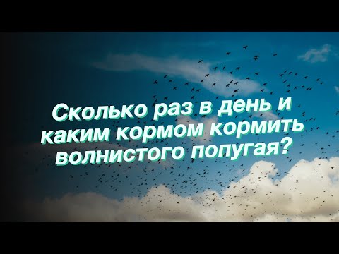 Сколько раз в день и каким кормом кормить волнистого попугая?