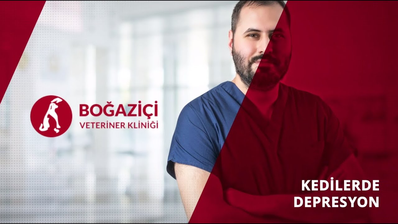 Kedilerde Depresyon