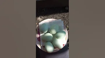 Яйценоскость курочки Амераукана.