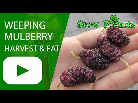 Weeping mulberry fruit - grow, harvest & eat