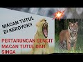 MACAN TUTUL vs SINGA # shorts