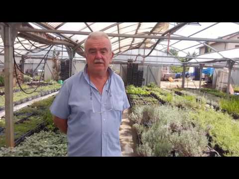 Video: Angelica in crescita - Suggerimenti per la cura di Angelica nel giardino delle erbe aromatiche