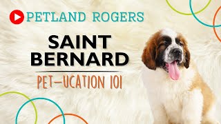 Everything you need to know about Saint Bernard puppies! by Petland Rogers 45 views 8 months ago 1 minute, 2 seconds