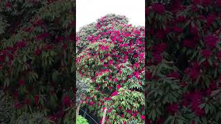 Потрясающее цветение! Рододендрон ❤️Fantastic blossom! Rhododendron