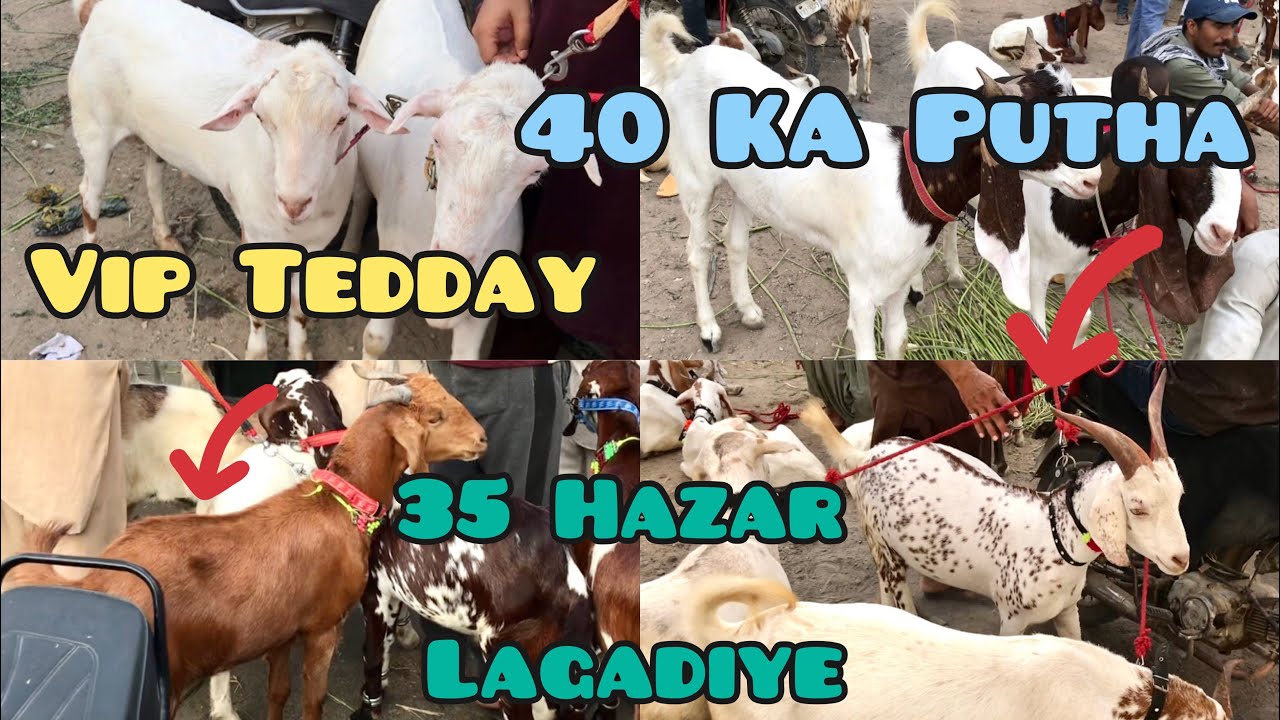 2023 KI QURBANI K LIYE BAKRAY OR DUMBAY LALUKHAIT BAKRA MANDI LATEST ...