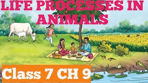 LIFE PROCESSES IN ANIMALS, NCERT SCIENCE,CLASS 7 CH 9 CURIOSITY (LINE BY LINE EXPLANATION) 