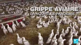 La grippe aviaire, nouvelle pandémie humaine ? • FRANCE 24