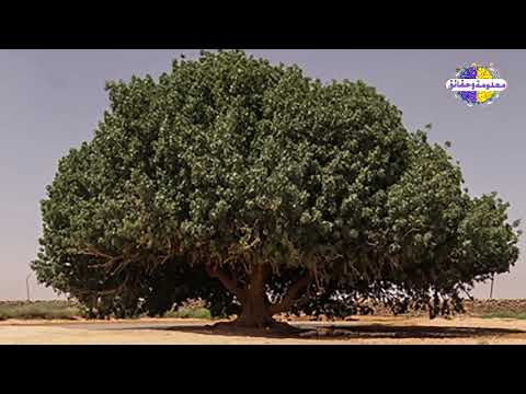 1450 Yıllık  Sahabe  Ağaç    شجرة معجزة  ببركة رسول الله ومازالت موجوده الى يومنا هذا ﷺ