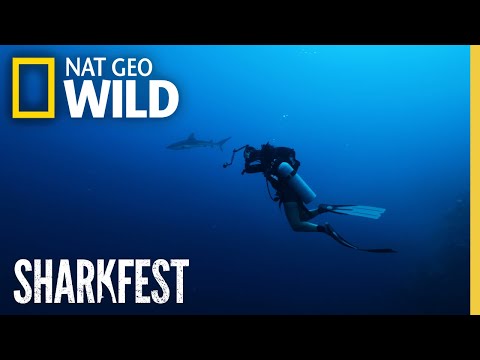 Off the Hook: A Nat Geo SharkFest Adventure | National Geographic WILD