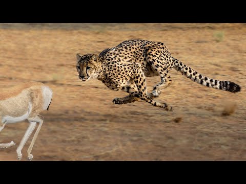 Video: Semua yang Perlu Anda Ketahui Tentang Hewan Cheetah
