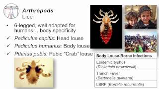 Helminths Arthropods