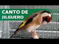 Canto de JILGUERO MAESTRO para EDUCAR  🎶 🐦📚