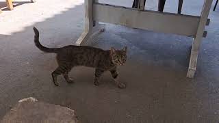 Cute street cat