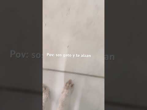 Ser gato no es tan fácil…