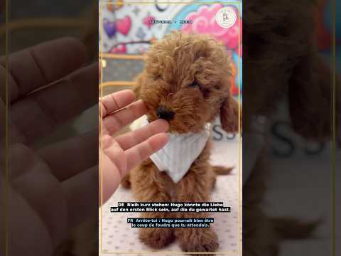 HUGO — Pudel Toy