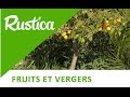 Comment russir la plantation des agrumes