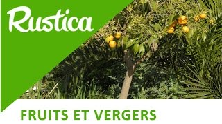 Comment réussir la plantation des agrumes