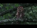 Eastern screech owl takes a last morning look at devils den