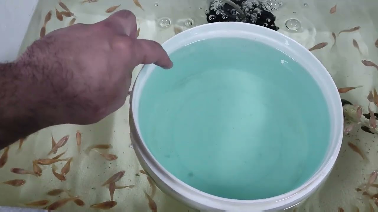 وصول وجبة كوبي ماليزي بلو سكاي وگرين بلو موسكو